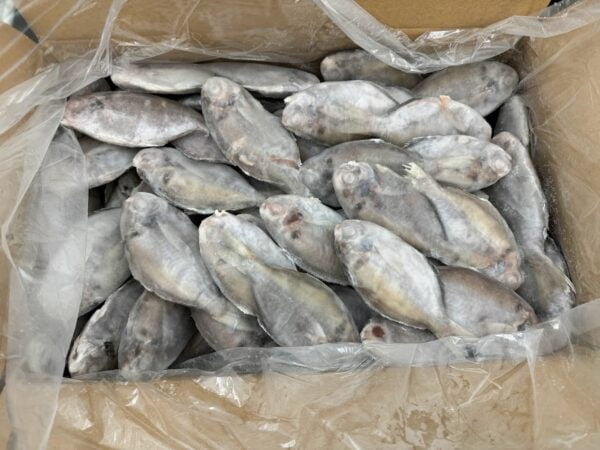 肉質魚(3\4、5\6、6\7)：圖片 3
