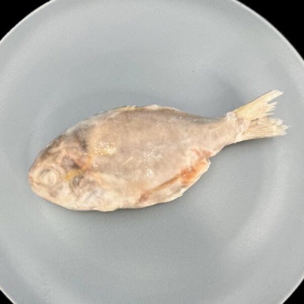 肉質魚(3\4、5\6、6\7)