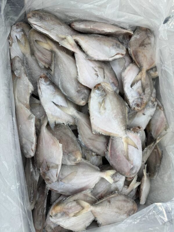 白鯧魚